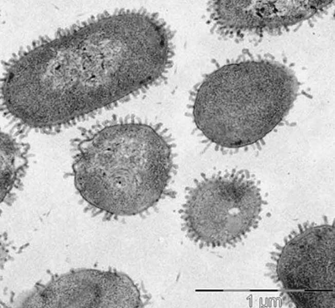 Desarrollan una nueva familia de compuestos antibióticos bioinspirados