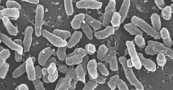 Investigadors de l’IBEC i la UAB descobreixen un micobacteri que podria substituir el tractament del càncer de bufeta