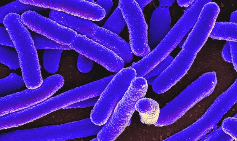 Investigadors de la UB i l’IBEC defineixen un nou tipus de marcadors de virulència bacteriana