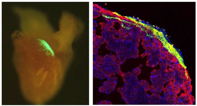 Investigadores del IBEC y el CMR[B] logran rastrear células en tejidos profundos