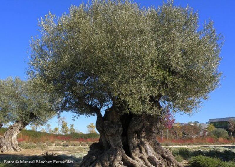 Decoding the complete genome of the Mediterranean’s most emblematic tree: the olive
