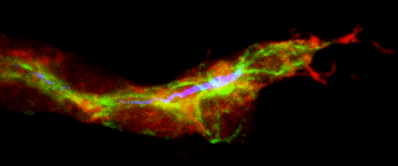 IRB research into fly development provides insights into blood vessel formation
