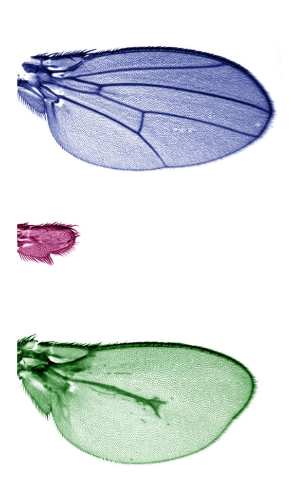 La mosca Drosophila revela noves claus sobre el creixement d’extremitats