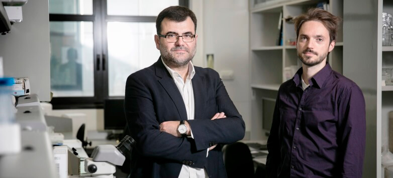 L’IRB Barcelona obre la porta a usar la immunoteràpia per tractar tumors de còlon agressius i les seves metàstasis