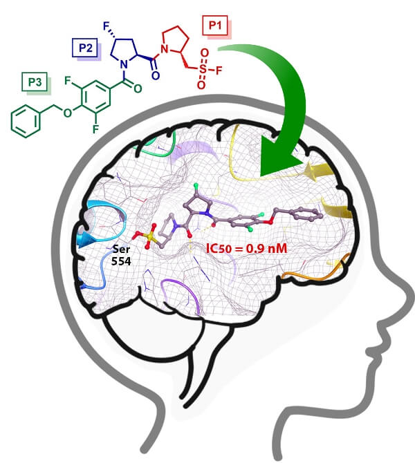 Researchers develop a new class of covalent inhibitor for a protein involved in brain diseases