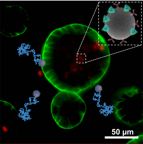 Nanomotores propulsados con urea, un tratamiento prometedor para el cáncer de vejiga