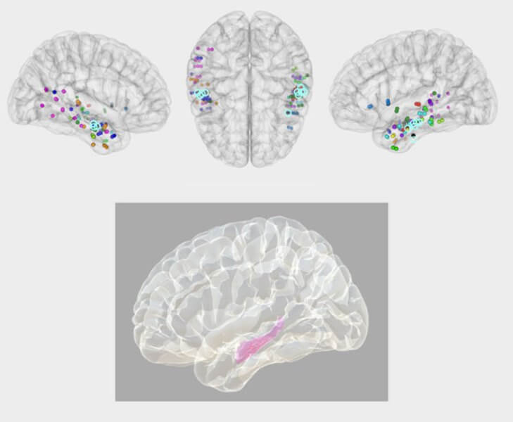 The hippocampus orchestrates the cerebral process that allows us to recall memories