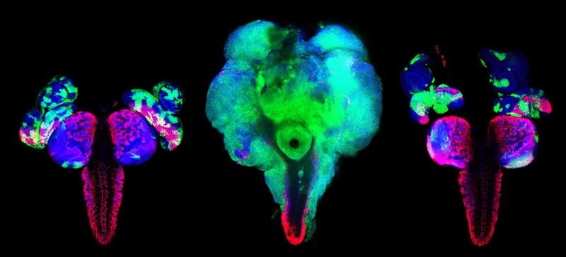 Científicos del IRB Barcelona logran eliminar selectivamente células que expresan el oncogén RAS