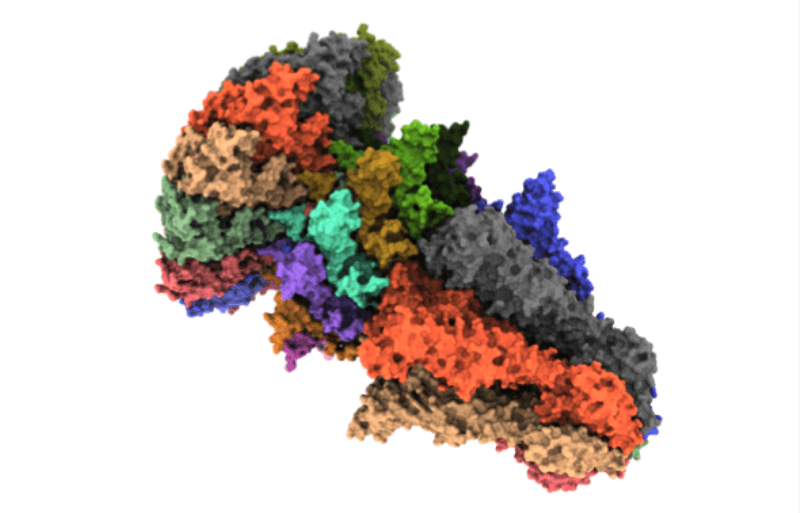 Desxifren l’estructura i el mecanisme d’actuació d’un complex clau en la infecció del virus bacteriòfag T7