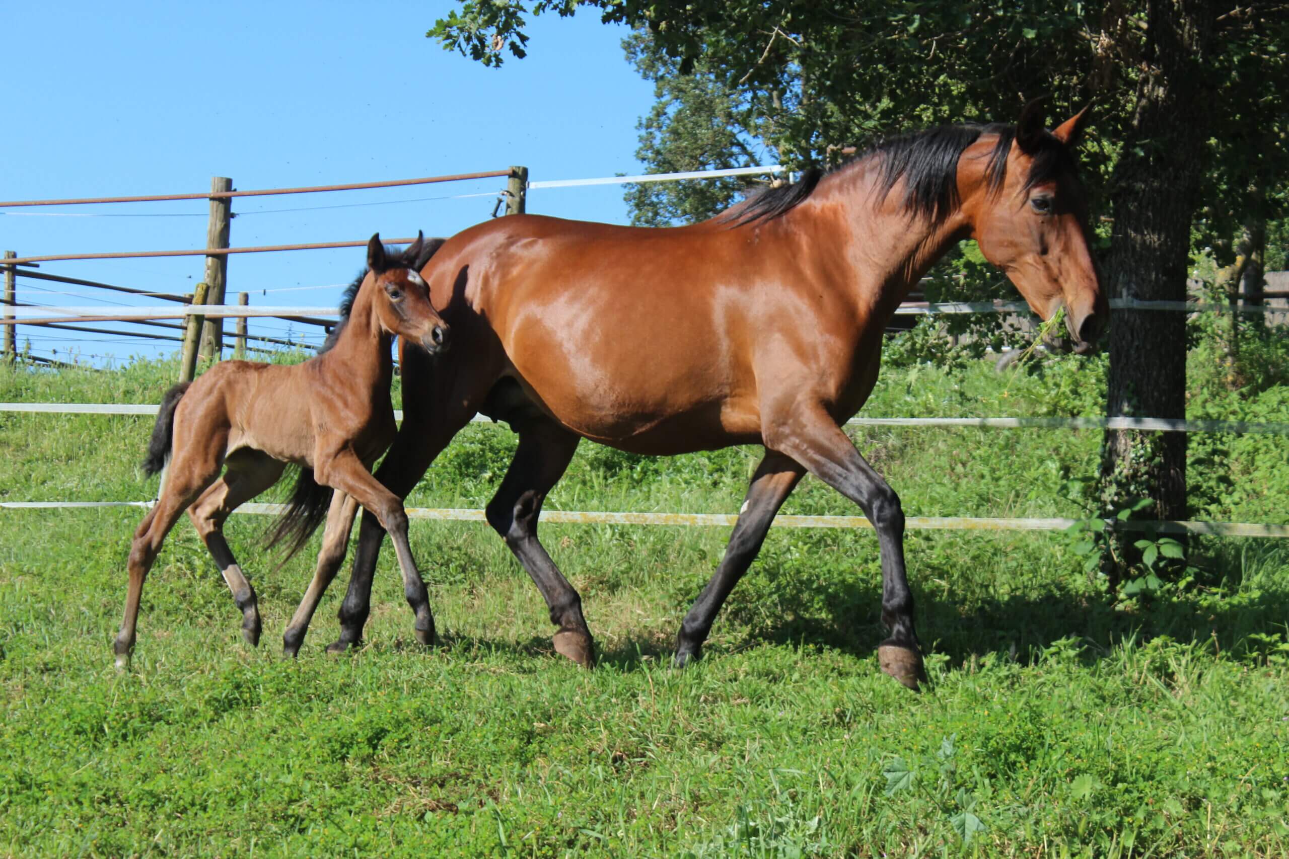 First foal born in Spain using a procedure which enhances reproductive efficiency and genetic preservation in elite animals
