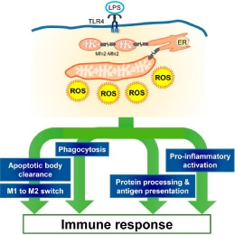 Nuevos descubrimientos sobre la función de la mitofusina 2 en los procesos de inflamación e infección bacteriana