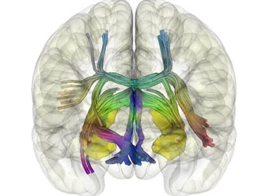 Researchers at IBEC uncover the neural mechanism of autonomous learning