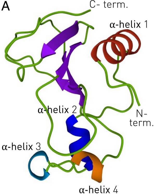 New advances in the protein folding process thermodynamics