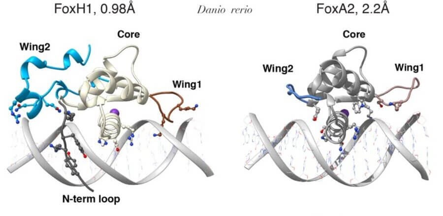 Detallan a escala atómica el mecanismo de unión al ADN de un importante factor de transcripción