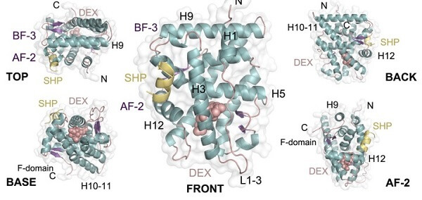 A team from the UB and IBUB reveals the extraordinary plasticity of the glucocorticoid receptor