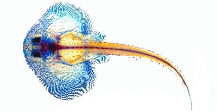 Com van evolucionar les rajades per desenvolupar aletes en forma d’ales?