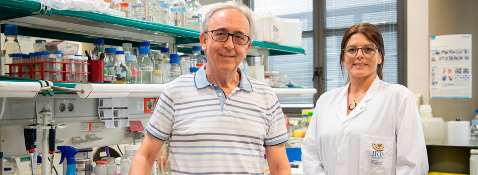 L’IRB Barcelona revela a ‘Science’ el paper clau de la Mitofusina 2 per garantir funcions cel·lulars vitals