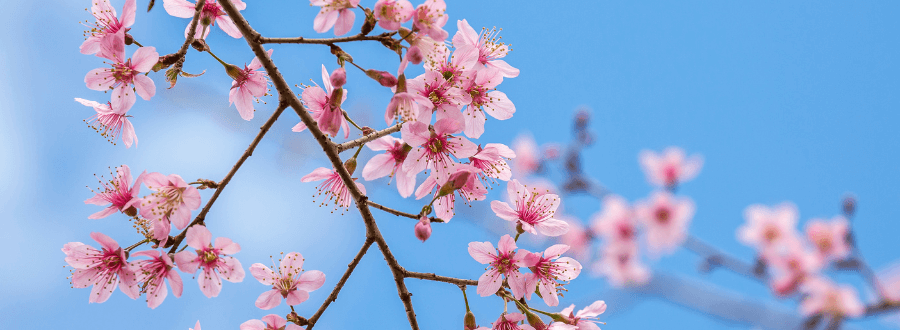 ¡La primavera, estallido de vida!