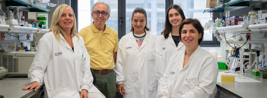 Investigadores del IRB Barcelona identifican una nueva estrategia para combatir la obesidad mediante la activación del tejido adiposo marrón