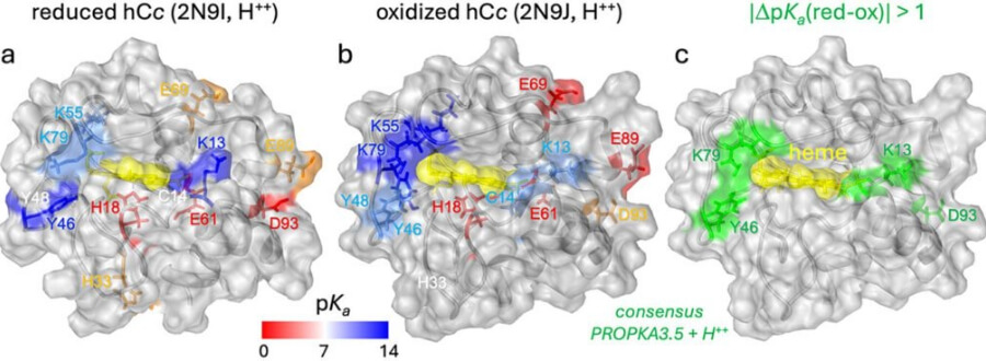 El IBEC descubre un papel clave de los protones y los iones superóxido en la cadena respiratoria